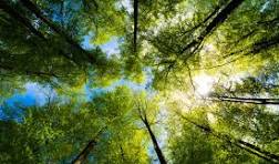 Ai and environment Ai and environment